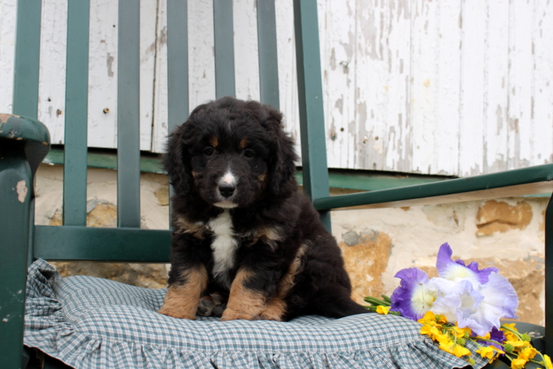 puppy, for, sale, Mini Bernedoodle F2, Matthew B. Stoltzfus, dog, breeder, Gap, PA, dog-breeder, puppy-for-sale, forsale, nearby, find, puppyfind, locator, puppylocator, aca